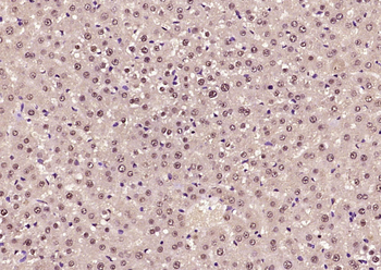 SOX9 Rabbit Polyclonal Antibody