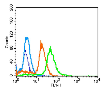 Phospho-Smad2/Smad3 (Thr8) Rabbit Polyclonal Antibody