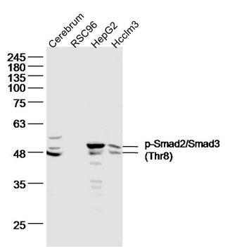 Phospho-Smad2/Smad3 (Thr8) Rabbit Polyclonal Antibody