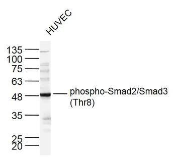Phospho-Smad2/Smad3 (Thr8) Rabbit Polyclonal Antibody