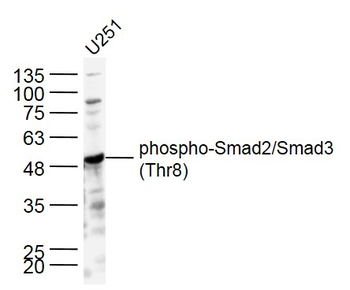 Phospho-Smad2/Smad3 (Thr8) Rabbit Polyclonal Antibody