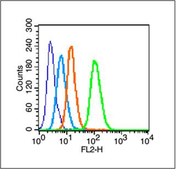 Phospho-Smad2 (Ser250) Rabbit Polyclonal Antibody