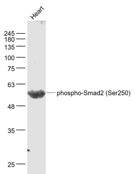 Phospho-Smad2 (Ser250) Rabbit Polyclonal Antibody
