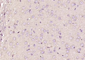 SIGLEC1 Rabbit Polyclonal Antibody