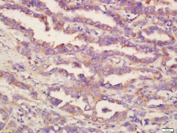 SIGLEC1 Rabbit Polyclonal Antibody