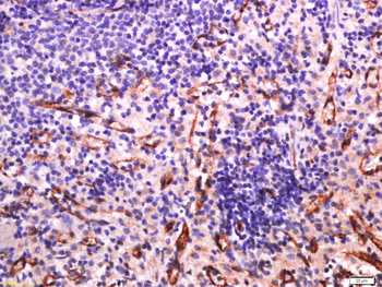 SIGLEC1 Rabbit Polyclonal Antibody