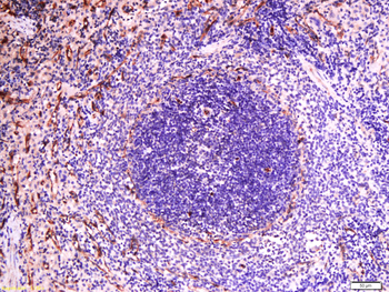 SIGLEC1 Rabbit Polyclonal Antibody