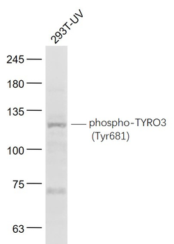 Phospho-TYRO3 (Tyr681) Rabbit Polyclonal Antibody