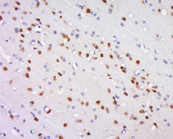 TNFAIP8L3 Rabbit Polyclonal Antibody