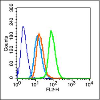 Phospho-Integrin beta 1 (Tyr783) Rabbit Polyclonal Antibody