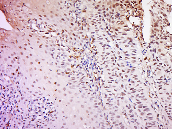 TRF41 Rabbit Polyclonal Antibody