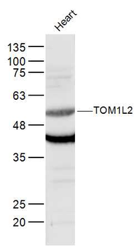 TOM1L2 Rabbit Polyclonal Antibody