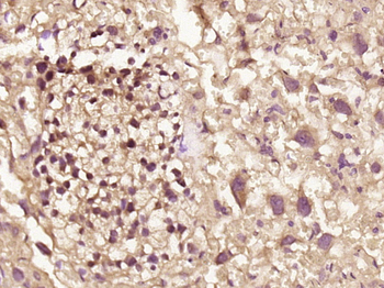 Phospho-MNK1 (Thr250) Rabbit Polyclonal Antibody