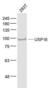 USP16 Rabbit Polyclonal Antibody