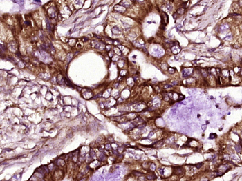 ZC3HAV1L/C7orf39 Rabbit Polyclonal Antibody