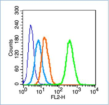 Phospho-14-3-3 beta + zeta (Ser186 / Ser184) Rabbit Polyclonal Antibody