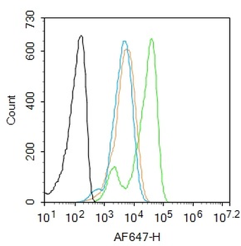 Phospho-14-3-3 beta + zeta (Ser186 / Ser184) Rabbit Polyclonal Antibody