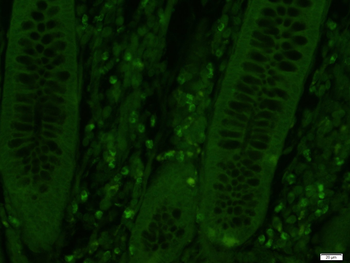 Beta Defensin 3 Rabbit Polyclonal Antibody (FITC)