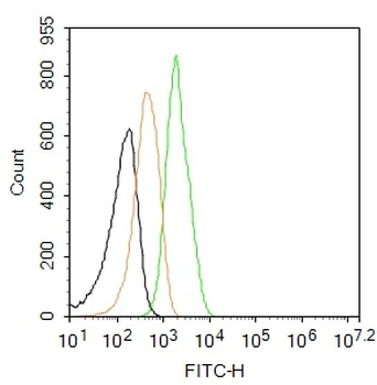 NeuN Rabbit Polyclonal Antibody (FITC)