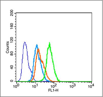 Phospho-Tau (Thr181) Rabbit Polyclonal Antibody