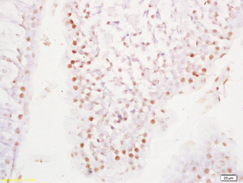 RNF40 Rabbit Polyclonal Antibody