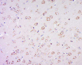 PAS1C1 Rabbit Polyclonal Antibody