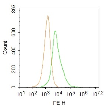 PDXK Rabbit Polyclonal Antibody