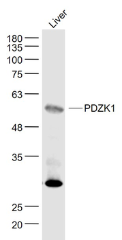 PDZK1 Rabbit Polyclonal Antibody