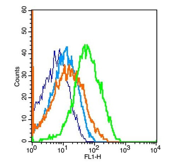 Phospho-STMN1 (Ser63) Rabbit Polyclonal Antibody