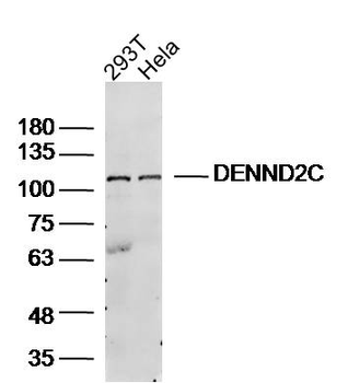 DENND2C Rabbit Polyclonal Antibody