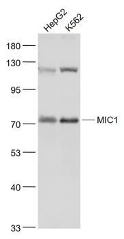 MIC1 Rabbit Polyclonal Antibody