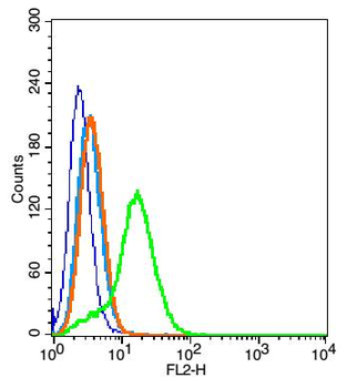 EGFR5 Rabbit Polyclonal Antibody