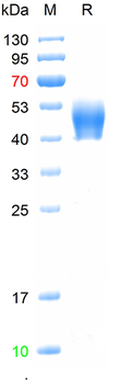 Recombinant human CD33 protein, C-His (HEK293)