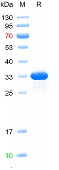 Recombinant Immunoglubulin-degrading enzyme, N-His