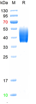Recombinant human FCAR/CD89 protein, C-His-Avi (HEK293)