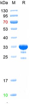 Recombinant human VIPR2 protein, N-Trx-His