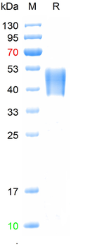 Recombinant human Fc gamma RIIIA / CD16a (F176) Protein, C-His (HEK293)