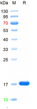 Recombinant human LC3B protein, N-His
