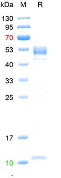 Recombinant mouse FCGRT&B2M Heterodimer protein, C-His (HEK293)