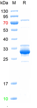 Recombinant human Heme Oxygenase 1 protein, N-His