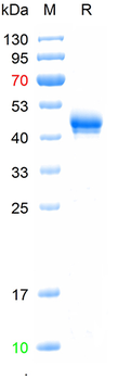 Recombinant human SHBG protein (HEK293), His