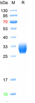 Recombinant Human Fc gamma RIIA/CD32a, C-His&Avi (HEK293)