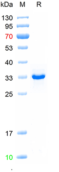 Recombinant human Arginase 1 protein, N-His