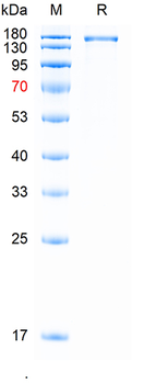 Recombinant SARS-Cov-2 Spike protein(EG.5), (HEK293)
