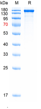 Recombinant SARS-Cov-2 Spike protein(BA.2.86), (HEK293)