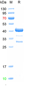 Recombinant human Collagen VII protein, N-GST