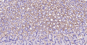 Mouse Integrin alpha 2 Ready-To-Use IHC Kit