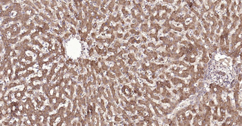 SYVN1 Ready-To-Use IHC Kit