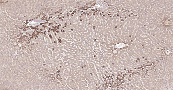 SYVN1 Ready-To-Use IHC Kit