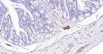 Rat Synaptophysin Ready-To-Use IHC Kit